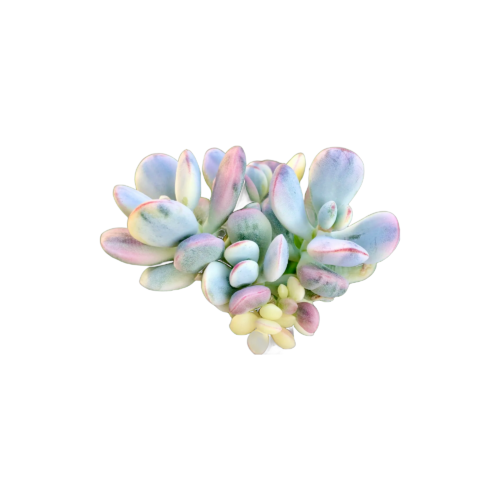 Cotyledon