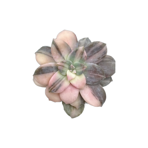 Graptopetalum