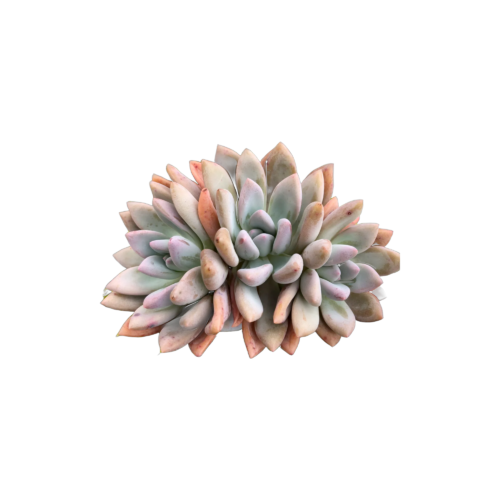 Graptoveria