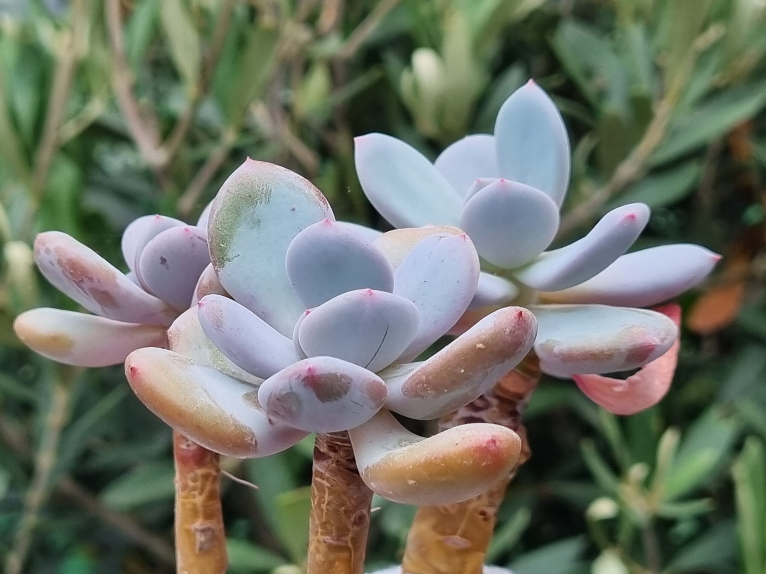 Pachyveria ‘Chunky’