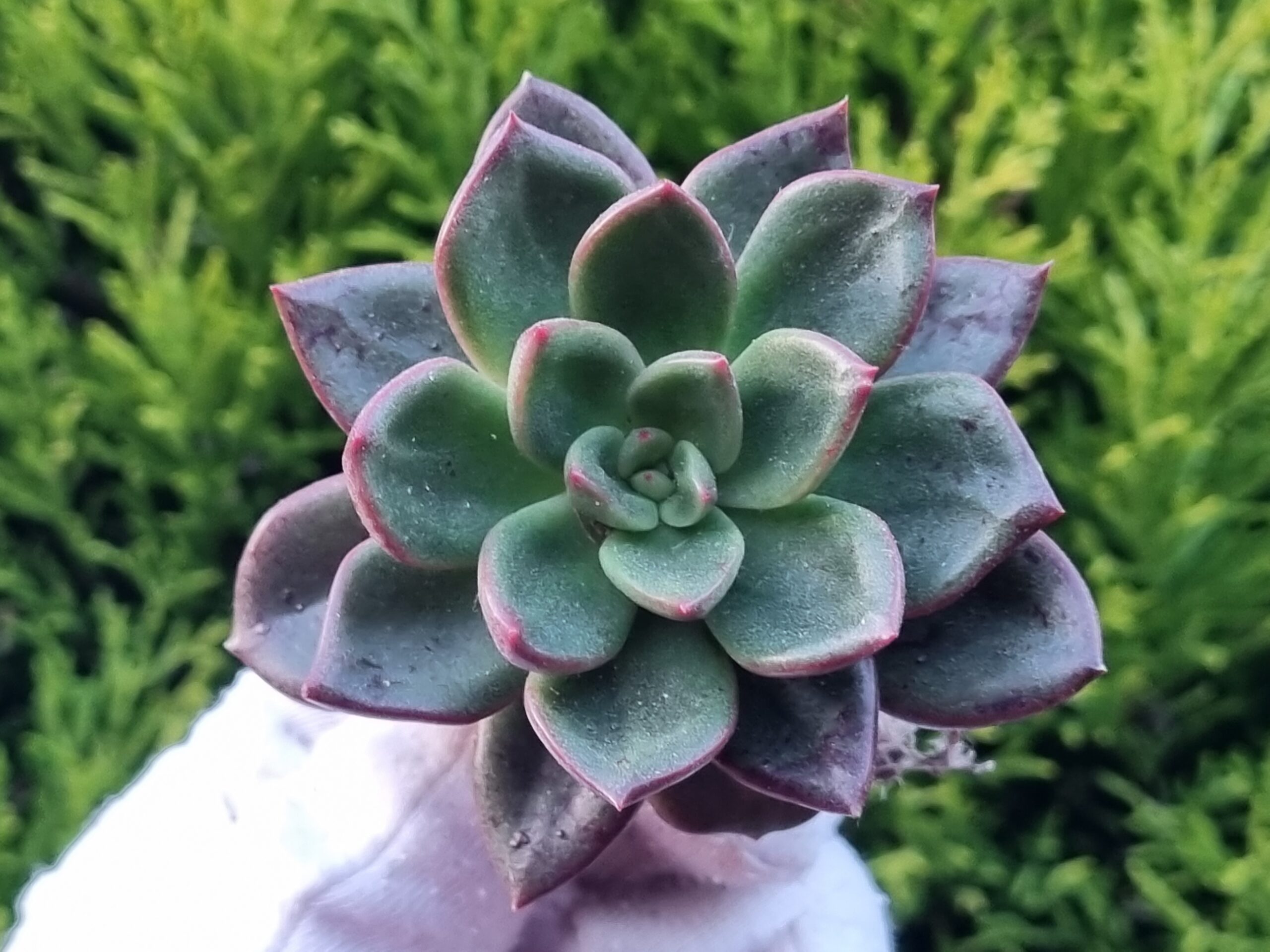 Echeveria spp