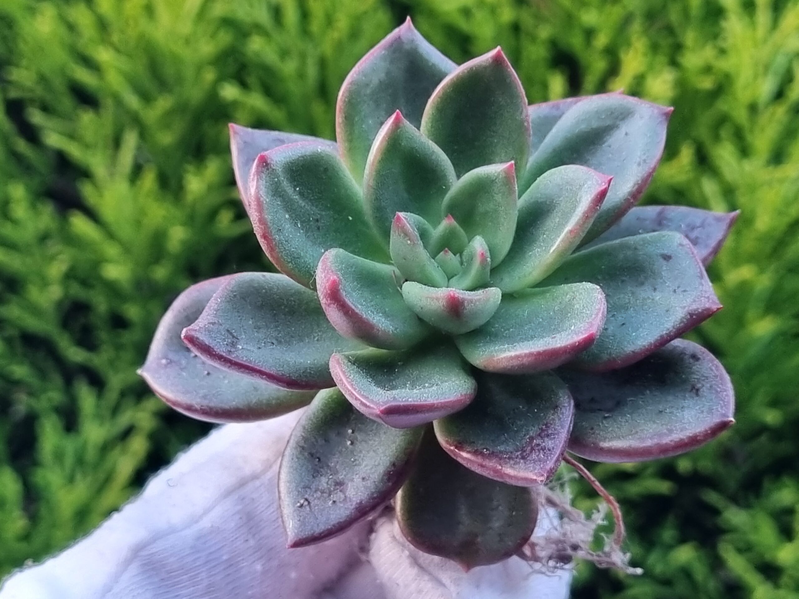 Echeveria spp