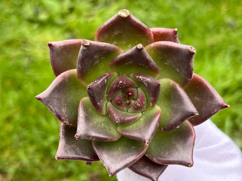 Echeveria Agavoides ‘Somnium’