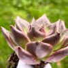 Echeveria Agavoides ‘Somnium’ - Image 2