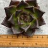 Echeveria Agavoides ‘Somnium’ - Image 3