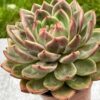 Echeveria ‘Sharman’ (𝘭𝘢𝘳𝘨𝘦) - Image 3