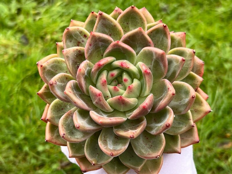 Echeveria ‘Sharman’ (𝘭𝘢𝘳𝘨𝘦)