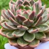 Echeveria ‘Sharman’ (𝘭𝘢𝘳𝘨𝘦) - Image 2