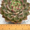 Echeveria ‘Sharman’ (𝘭𝘢𝘳𝘨𝘦) - Image 4