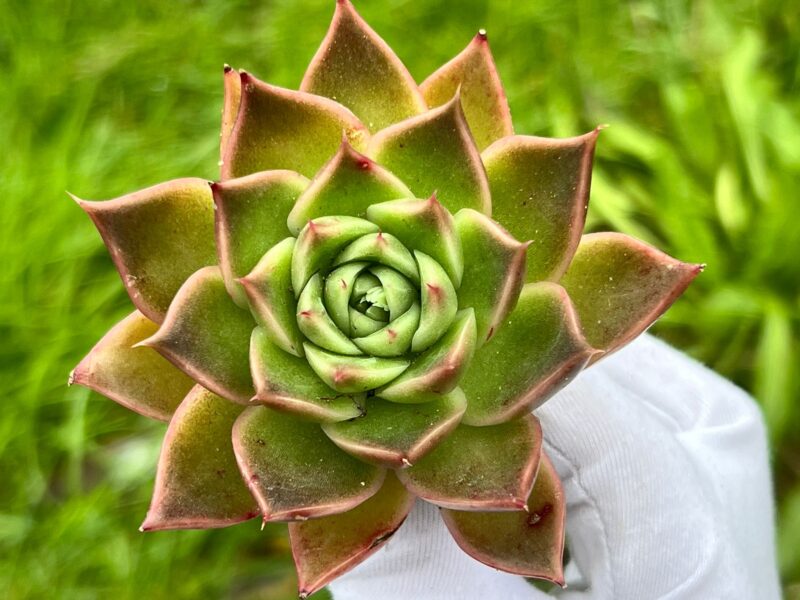 Echeveria Agavoides Super Bell