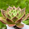 Echeveria Agavoides Super Bell - Image 2