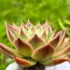 Echeveria Agavoides Super Bell - Image 4