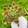 Echeveria Agavoides Super Bell - Image 3