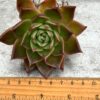 Echeveria Agavoides Super Bell - Image 5