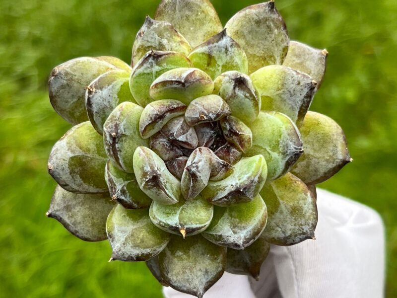 Echeveria ‘Gem Stone’