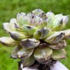 Echeveria ‘Gem Stone’ - Image 2