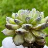 Echeveria ‘Gem Stone’ - Image 4