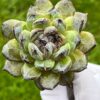 Echeveria ‘Gem Stone’ - Image 3