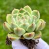 Echeveria ‘Fontina’ - Image 2