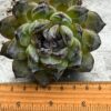 Echeveria ‘Gem Stone’ - Image 5