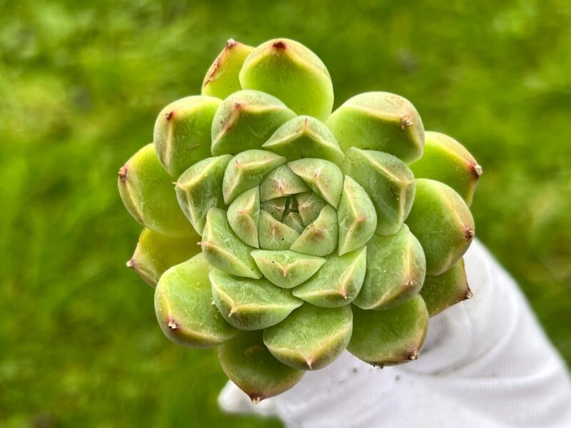 Echeveria ‘Fontina’