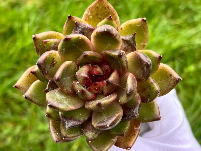 Echeveria 'Chocolate  Fingers'