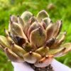 Echeveria 'Chocolate  Fingers' - Image 2