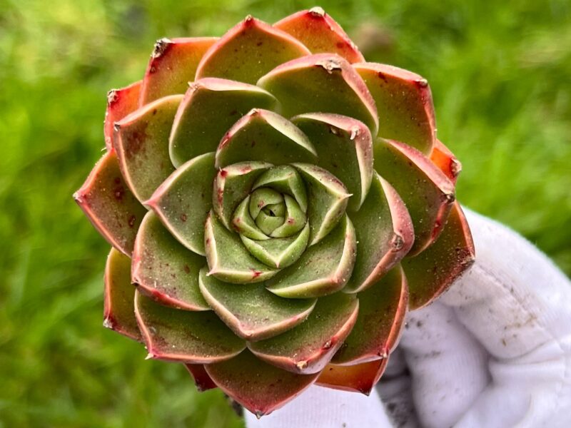 Echeveria spp