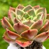 Echeveria spp - Image 2