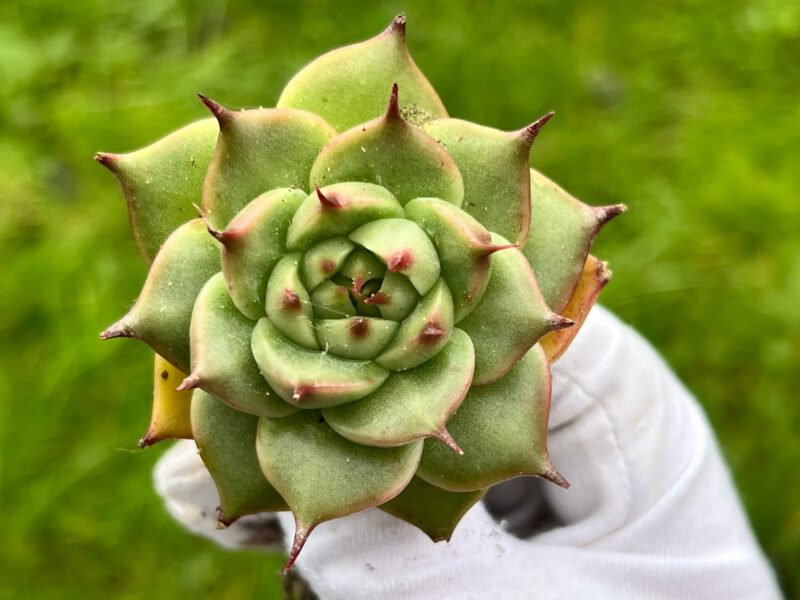 Echeveria ‘Toscanelli'