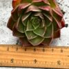 Echeveria spp - Image 4