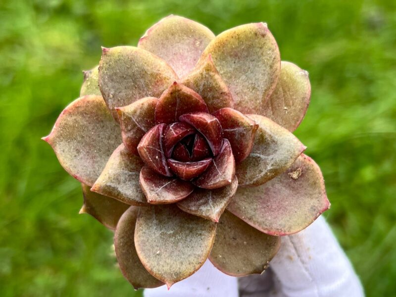 Echeveria ‘Bolare’