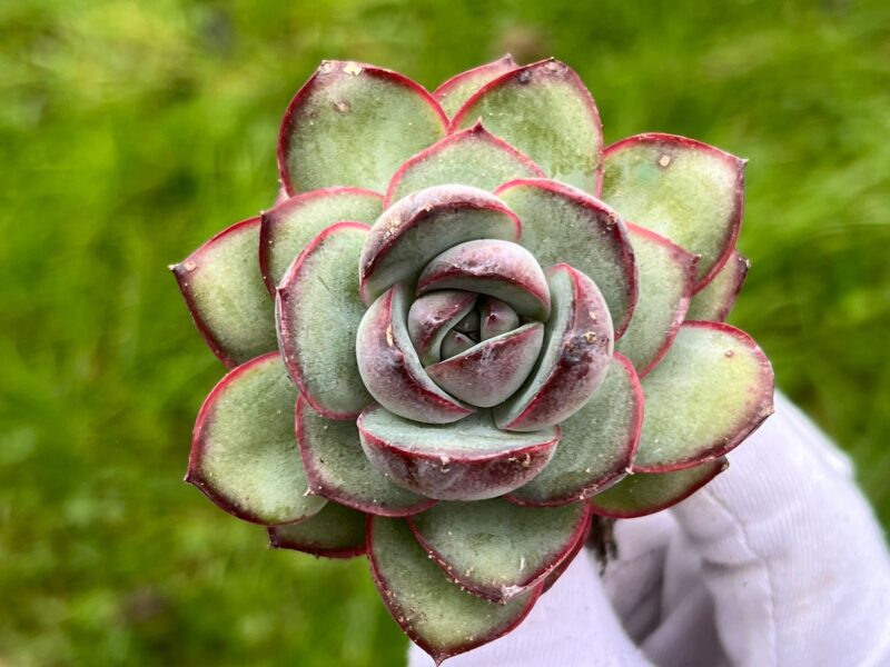 Echeveria 'Chubby Bunny'