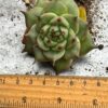 Echeveria ‘Toscanelli' - Image 4