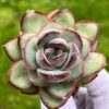 Echeveria 'Chubby Bunny' - Image 3