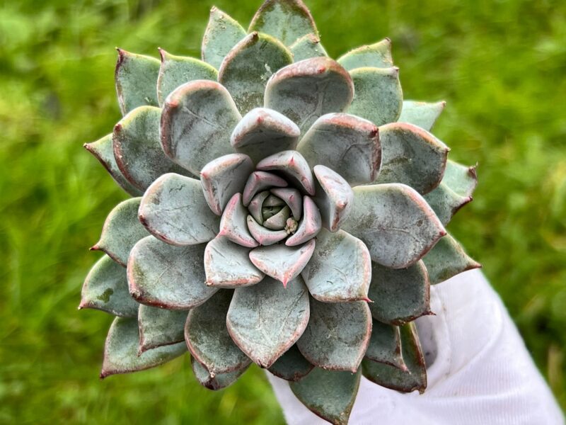 Echeveria ‘Bran Cherry’