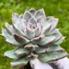 Echeveria ‘Bran Cherry’ - Image 2