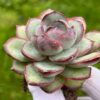 Echeveria 'Chubby Bunny' - Image 2