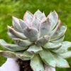 Echeveria ‘Bran Cherry’ - Image 4