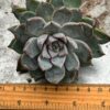 Echeveria ‘Bran Cherry’ - Image 5