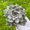 Echeveria ‘Bran Cherry’ - Image 3